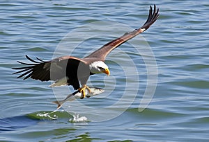 A close up of a Bald Eagle flying over water