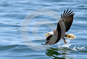 A close up of a Bald Eagle flying over water