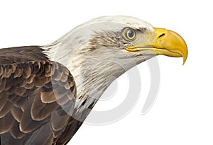 Close-up of a Bald eagle - Haliaeetus leucocephalus