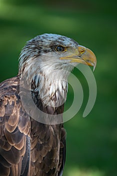 Close-up of bald eagle head and neck