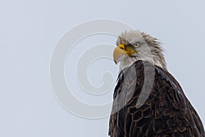 Close-up of a Bald Eagle looking for prey, space for writing