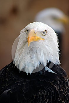 Close-up of a bald eagle showing the details of its beak, plumage and eyes