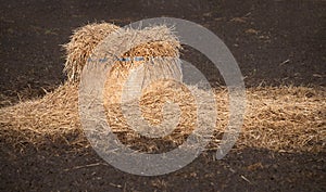 Close-up of a bale of hay that is baled into a round shape. The hay bale was partially opened and the hay scattered on the ground