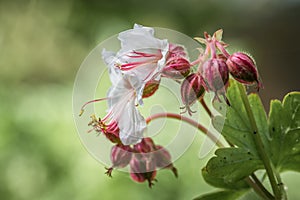 Close-up of a Balkan cranesbill flower and blossoms in a rock garden, Germany