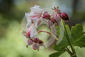 Close-up of a Balkan cranesbill flower and blossoms in a rock garden, Germany