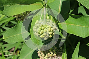 Close up of a ball of flower buds on an Asclepias syriaca, Common Milkweed, Plant