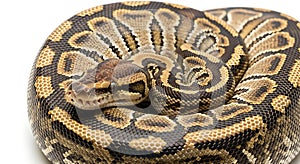 Close up of a ball python coiled on a white background showing its patterned skin