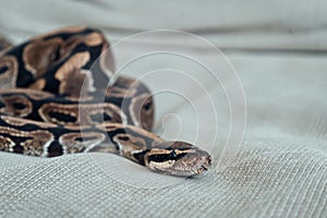 Close-Up of Ball Python on Fabric Surface