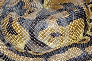 Close up Ball python snake skin photo