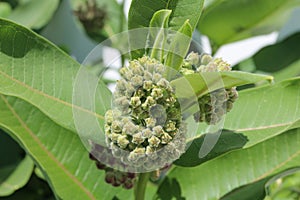 Close up of balls of green flower buds on an Asclepias syriaca, Milkweed, plant on a sunny day