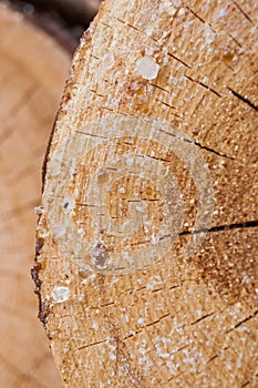 Close-up balls of hardened resin on pine transverse saw cut.