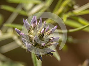 Close up of the balm of gilead flower on the way photo
