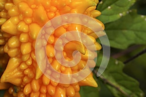 Close up Balsam pear, Bitter cucumber, Leprosy gourd fruit