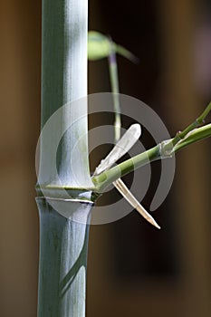 Close up on a bamboo branch