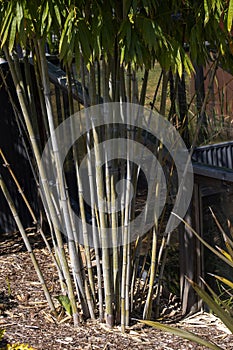 Close-up on Bamboo culms (Chusquea gigantea breviglumis)