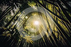 close-up of bamboo forest trees with the sun shining through