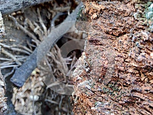 Close up of bamboo humps and bamboo roots in the nature for using as background or wallpaper.