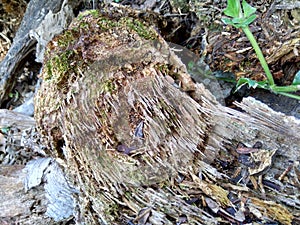 Close up of bamboo humps and bamboo roots in the nature for using as background or wallpaper.