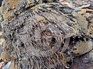 Close up of bamboo humps and bamboo roots in the nature for using as background or wallpaper.