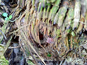 Close up of bamboo humps and bamboo roots in the nature for using as background or wallpaper.