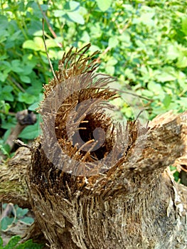 Close up of bamboo humps and bamboo roots in the nature for using as background or wallpaper.