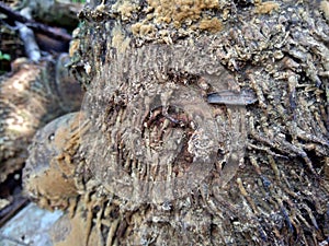 Close up of bamboo humps and bamboo roots in the nature for using as background or wallpaper.