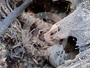 Close up of bamboo humps and bamboo roots in the nature for using as background or wallpaper.