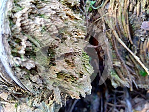 Close up of bamboo humps and bamboo roots in the nature for using as background or wallpaper.