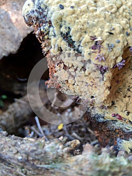 Close up of bamboo humps and bamboo roots in the nature for using as background or wallpaper.