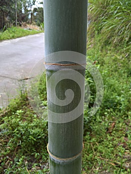 Close up of a Bamboo