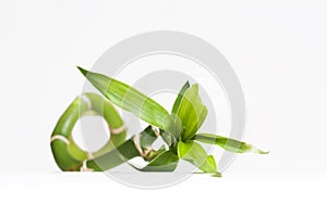 Close up of bamboo with leaf