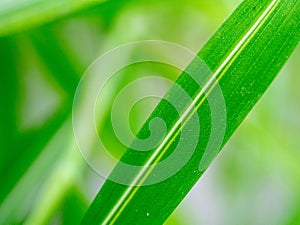 Close up bamboo leaf