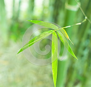 Close up of bamboo leaf