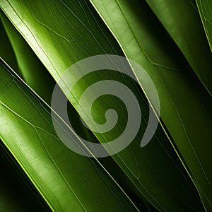 Close Up Bamboo Leaf: Organic Contours In Uhd