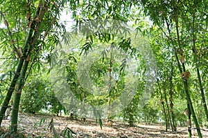 Close up bamboo leaves green planted in the garden,BAMBUSA BEECH