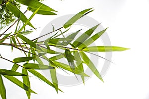 Close up bamboo leaves on white background.