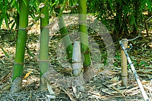 Close up bamboo shoot in the garden,BAMBUSA BEECHEYANA MUNRO BEE