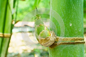 close up bamboo shoot in the garden,BAMBUSA BEECHEYANA MUNRO BEE