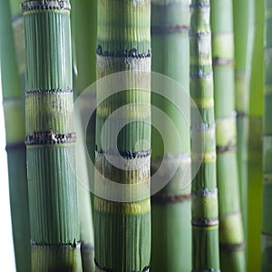 Close up of bamboo stems