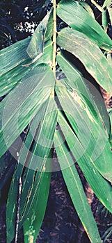 Close-up bamboo tree leaf