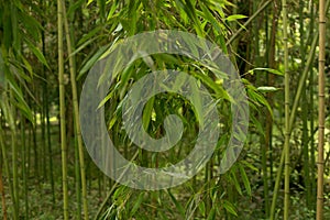 Close Up Bamboo Trunks Forest Texture