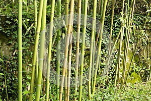 Close Up Bamboo Trunks Forest Texture