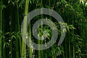 Close Up Bamboo Trunks Forest Texture