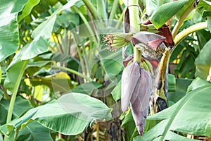 Close up banana blossom, banana flower hanging on a banana tree with bunch of raw banana in the background