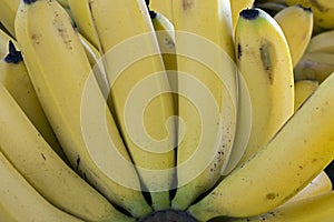Close-up of banana bunch