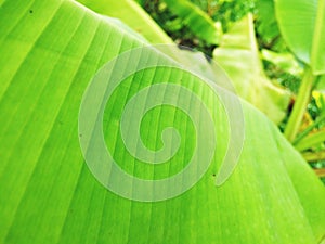 Close up of Banana Leaf texture