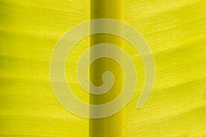 Close up banana leaf texture background