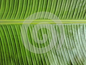 Close up of banana leaf texture background and wallpaper