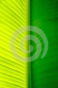 Close-up of a banana palm tree leaf