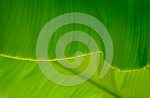 Close-up of a banana palm tree leaf
